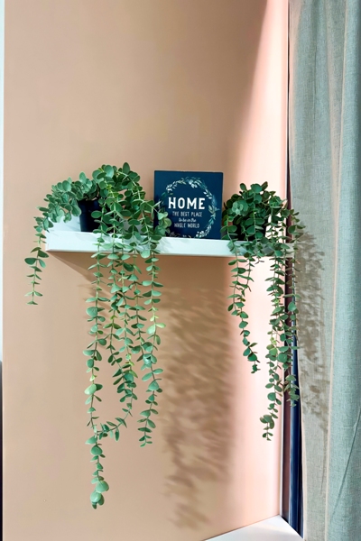 Plantas colgantes decorativas en repisa de madera